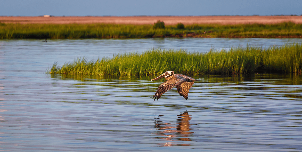 A bird soars over the water with grass in the background, showcasing the beauty of Chesapeake Bay, as suggested by Dockshare.