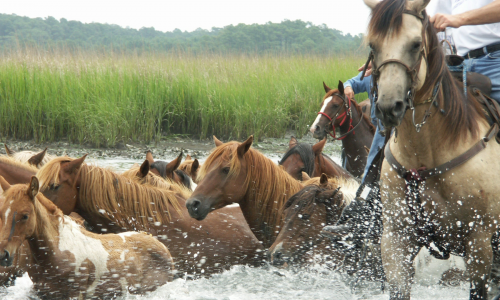 wild horses swimming across a wetland