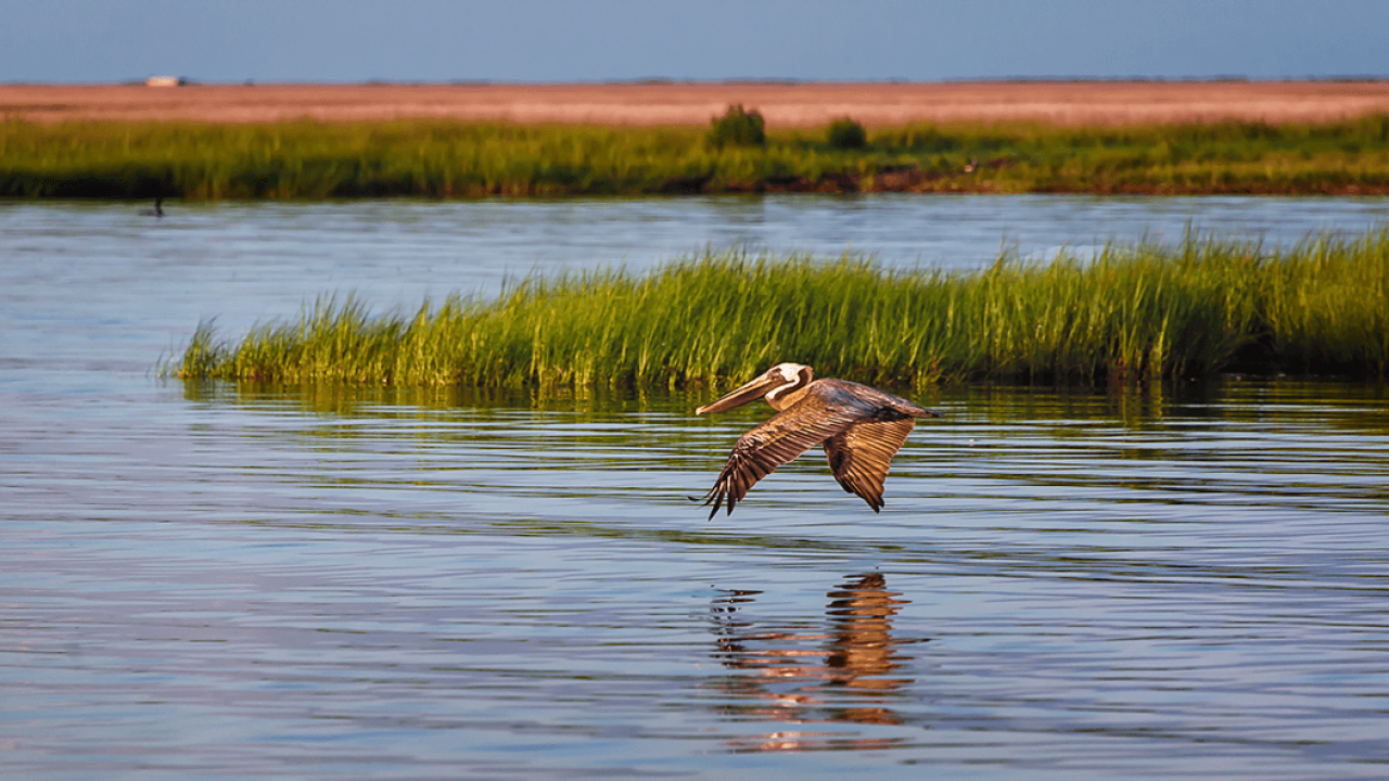 A bird soars over the water with grass in the background, showcasing the beauty of Chesapeake Bay, as suggested by Dockshare.